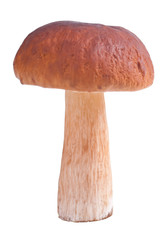Mushroom isolated on white background