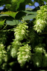 Hop