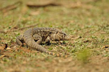 Fototapeta premium Bänderteju