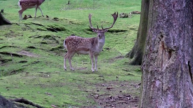 Fallow Buck