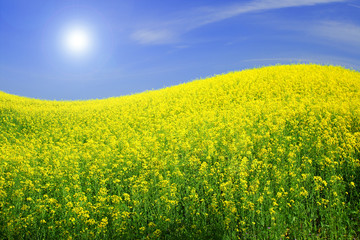 Fototapeta premium meadow