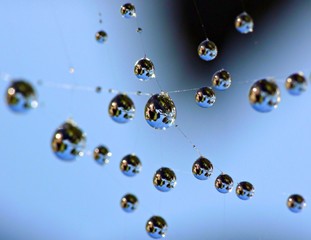 Water drops on cobweb
