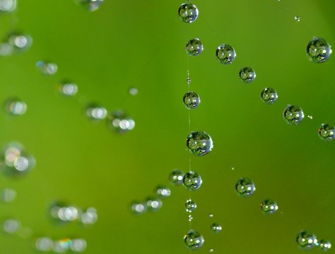 Water drops on cobweb