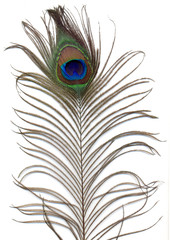 Obraz premium peacock feather