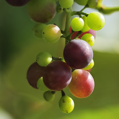 weintrauben 21