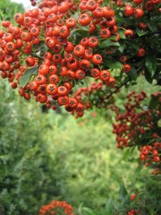 Autumn branch of red fruits