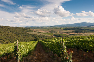 Fototapeta na wymiar Vineyard in Tuscany