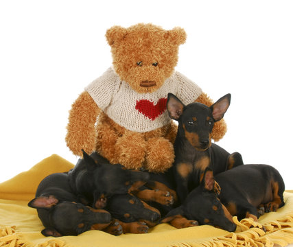 puppy love