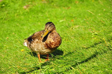 a duck