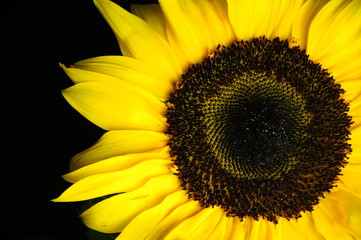 Obraz premium sunflower