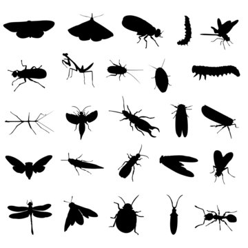 25 different insects silhouettes