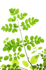 Plakat Moringa oleifera