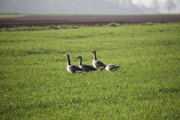 Graugänse morgens beim Fressen