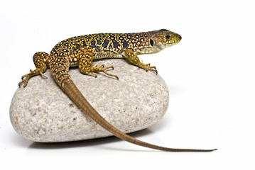 Lagarto subido a una piedra.