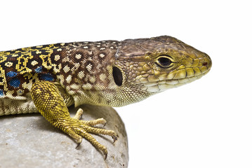 Primer plano del lagarto ocelado.