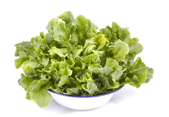 A head of endive in an enamel bowl.
