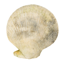 Shell,isolated on white with clipping path