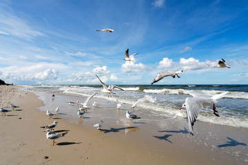 Seagulls