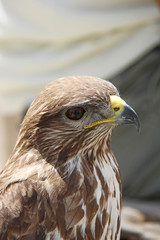 faucon émerillon