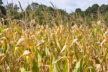 Closeup Cornfield