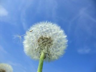 Pusteblume mit Samen © felixwald