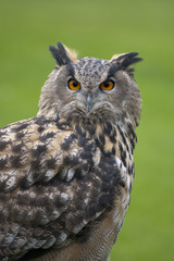 Eagle Owl