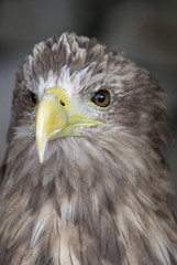 White Tailed Eagle