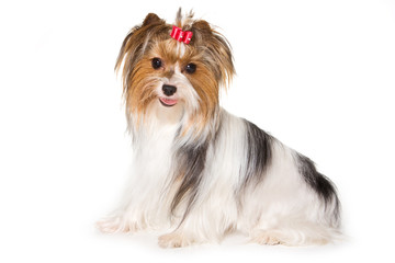 Yorkshire terrier isolated on white