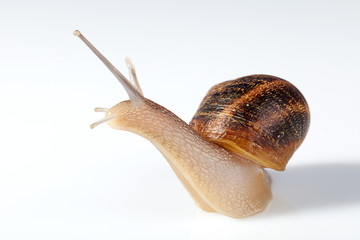 snail on white background