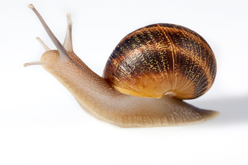 snail white bacground