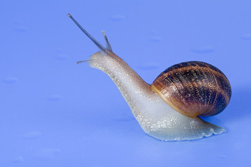 snail bacground blue