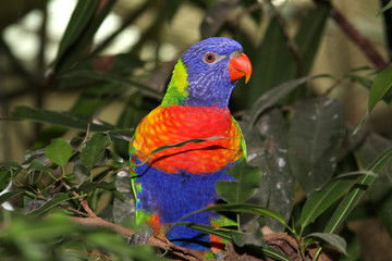 Papagei
