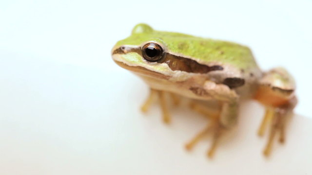 Little green tree frog