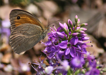 papillon 03