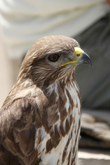falco colombarius