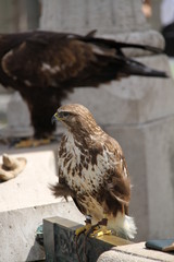 faucon sacré,Hongrie