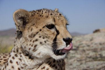 hungriger Gepard