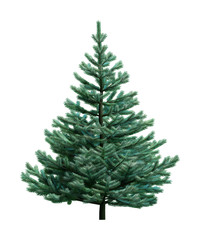 Fototapeta premium Fir-tree isolated on white