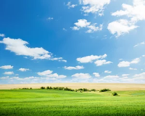 Foto op Plexiglas oat field and sunny sky © Iakov Kalinin