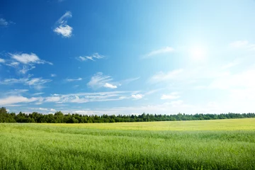 Tuinposter oat field and sunny sky © Iakov Kalinin
