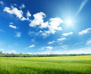 Fototapeta na wymiar oat field and sunny sky