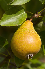 Pear on the tree