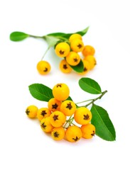 Reife Beeren