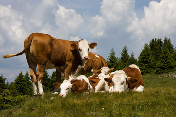 Fototapeta na wymiar Mucche al pascolo sulle Dolomiti