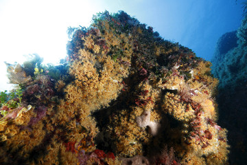 Fototapeta na wymiar scoglio sommerso parazoantos margherite di mare