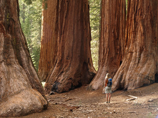 Mariposa Grove Redwoods - obrazy, fototapety, plakaty