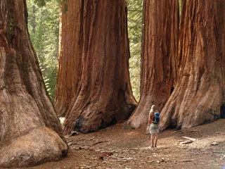 Fotobehang Mariposa Grove Redwoods © Jgz