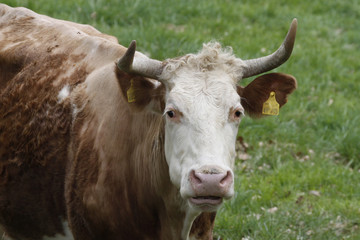 Rind auf einer Weide - Cattle on a pasture in Germany