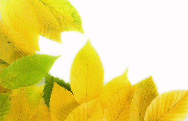 Autumn leaves
