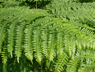 Königsfarn (Osmunda regalis)